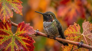 Autumn Grapevine