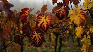 Autumn Grapevine
