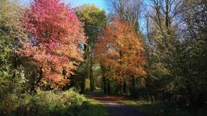 Autumn in Gosford Forest Park