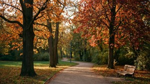 Autumn in Kronenburgerpark