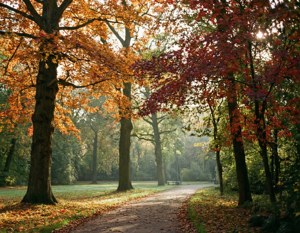 Autumn in Park de Tij