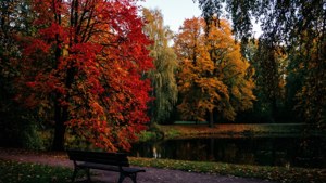 Autumn in the Park