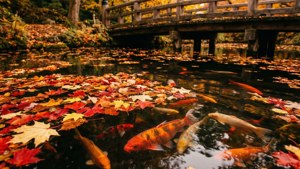 Autumn Koi Reflections