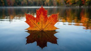 Autumn Lake Leaf