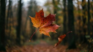 Autumn Leaf