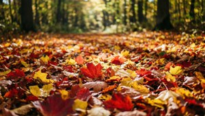 Autumn Leaf Carpet