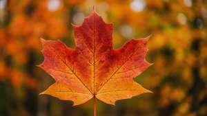 Autumn Leaf Close-up