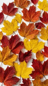 Autumn Leaf Collage