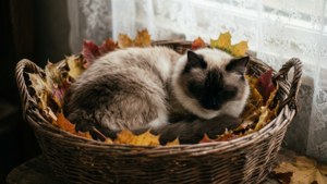 Autumn Leaf Nest