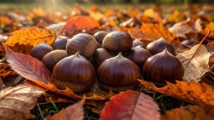 Autumn Leaves Chestnuts