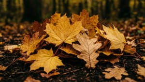 Autumn Leaves Cluster