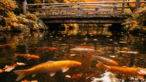 Autumn Leaves Koi