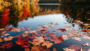 Autumn Leaves Lake