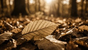 Autumn Leaves Sepia