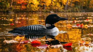 Autumn Loon