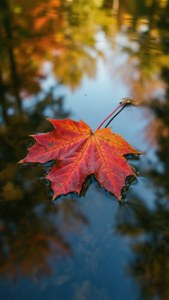 Autumn Maple Leaf