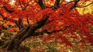Autumn Maple Pond