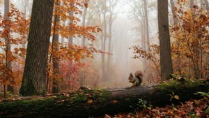 Autumn Mist in Vernon Forest