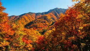 Autumn Mountain Glory
