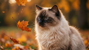 Autumn Nebelung