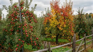 Autumn Orchard Harvest