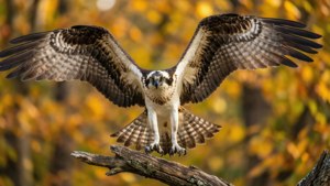 Autumn Osprey Landing