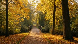Autumn Park in Purmerend
