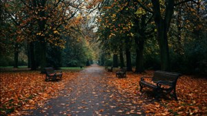 Autumn Park Path