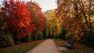 Autumn Park Path
