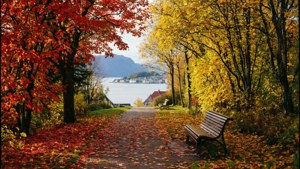 Autumn Park Path