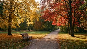 Autumn Park Peace