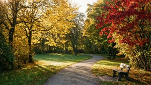 Autumn Park Serenity