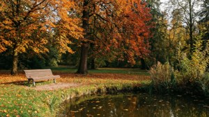 Autumn Park Serenity