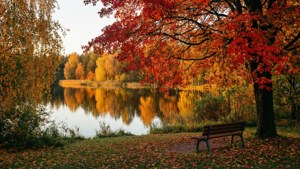 Autumn Park Serenity