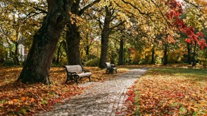 Autumn Park Walk
