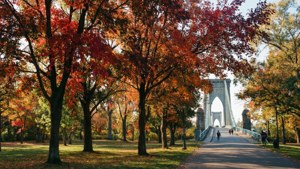 Autumn Park Walk