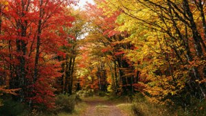 Autumn Path