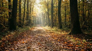 Autumn Path