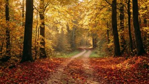 Autumn Path in Terrasen