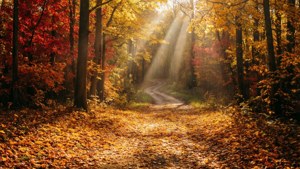 Autumn Path Through Vernon Forest