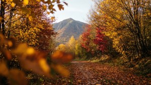 Autumn Path to Ake Loba
