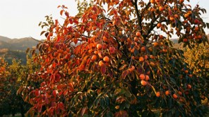 Autumn Persimmon Orchard
