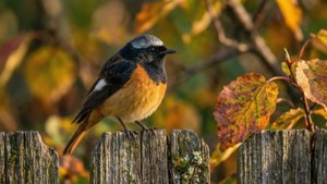 Autumn Redstart on Fence