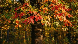 Autumn Relevance
