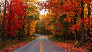 Autumn Road