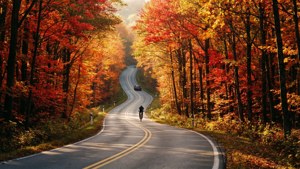 Autumn Road in Triptank