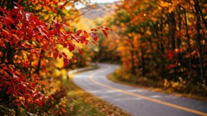 Autumn Road Newfound Gap