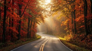 Autumn Road Through Forest
