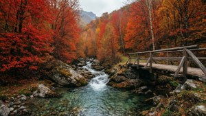 Autumn Stream