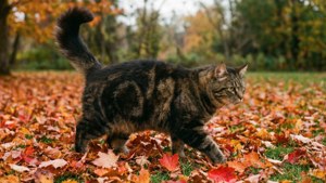 Autumn Stroll